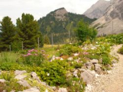2013-08-18_Regina-F-Rau_Schachen_Alpengarten (564).JPG